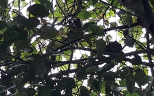 Cu li quý hiếm liên tục lạc về phố, được thả về rừng