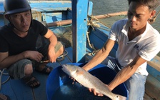 Ngư dân câu được cá nghi là sủ vàng ở cầu Thuận Phước