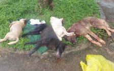 Đà Nẵng: Trộm chó trong đêm, suýt bị dân đánh