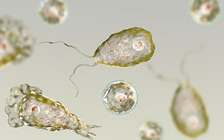 Bơi trong hồ, cậu bé bị nhiễm amip ăn não hiếm gặp