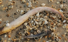 Phát hiện 53 vi phạm của Formosa