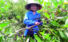 Rừng keo liên tục bị chặt phá, chính quyền loay hoay tìm thủ phạm