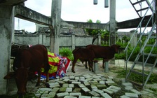 Công trình nước sạch nông thôn 'chết yểu'