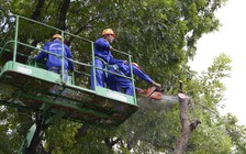 Hình ảnh đầu tiên về chặt hạ cây xanh trên đường Phạm Văn Đồng