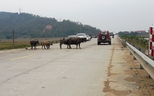 Chết oan vì trâu bò thả rông trên quốc lộ