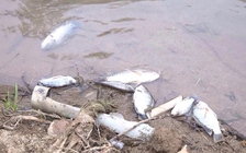 Doanh nghiệp xả thải ra suối, cá chết hàng loạt