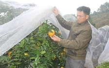 Kiếm thêm tiền tỉ nhờ 'mắc màn' cho cam