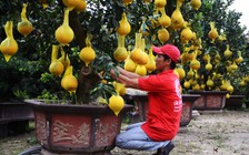 Người Sài Gòn thích thú bưởi Tết vàng rực, giá quá 'khủng' cả triệu một trái
