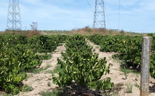 'Mưa vàng' qua vùng hạn Kon Tum