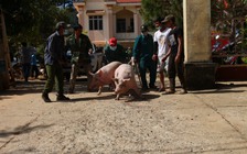 Người dân gọi nhau đến xã nhận heo về ăn tết