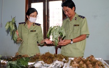Kon Tum: Phát hiện 14 kg sâm Ngọc Linh giả