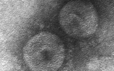 Nghiên cứu mối nguy hiểm của virus corona trên động vật