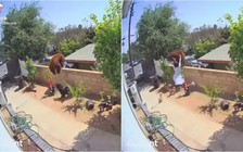Thiếu nữ Mỹ 'gây sốt' vì xô gấu mẹ để cứu chó cưng