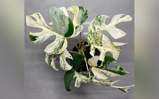 Cây trầu bà đột biến bán được giá gần 443 triệu đồng ở New Zealand