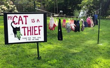 Chủ nhân đau lòng tố cáo: 'Mèo của tôi là kẻ trộm'