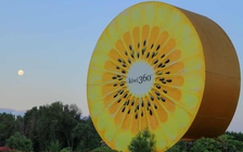 Trung Quốc giành cả quyền sở hữu trái kiwi với New Zealand