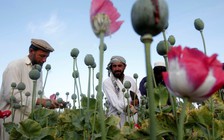 Taliban có khó dẹp bỏ 'công nghiệp' thuốc phiện ở Afghanistan