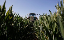 Monsanto đặt cược vào trí tuệ nhân tạo để bảo vệ cây trồng