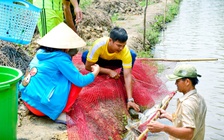 Nuôi cá lóc bông cho thu nhập khá