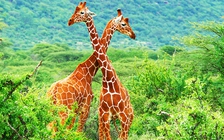 Công cụ Google AI giúp theo dõi động vật hoang dã