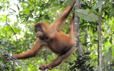 Dùng giải pháp đám mây để cứu đười ươi