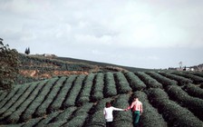 Yêu nhau lên Đà Lạt là về chia tay?