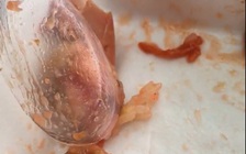 Kiểm tra căng tin trong video clip 'xôi gà có dòi'