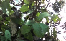 Tìm thấy thi thể nữ sinh lớp 7 sau hơn 1 tuần mất tích