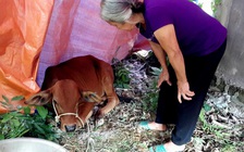 Nhận hỗ trợ 30 con bò thì có tới 29 con bị lở mồm long móng