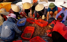 Ngư dân Hà Tĩnh trúng đậm sò lụa, thu tiền triệu mỗi ngày