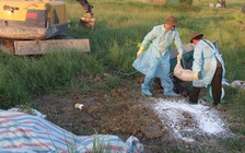 Dịch tả lợn châu Phi xuất hiện tại Hà Tĩnh