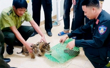 Truy bắt nghi phạm vận chuyển 2 hổ con quý hiếm