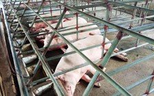 Dịch tả lợn châu Phi tái bùng phát tại Hà Tĩnh