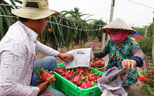 Trung Quốc dừng nhập khẩu, hơn 100.000 tấn thanh long đang nằm trong kho