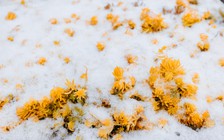 Cận cảnh mưa tuyết ‘nhuộm’ trắng đỉnh Fansipan