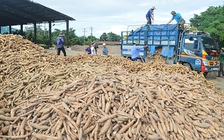 Trung Quốc tăng nhập khẩu sắn, các nhà máy chế biến đang thiếu nguyên liệu