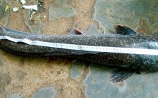 Bắt được cá trê 'khủng' dài gần 1m