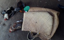 Xây cổng chốt chặn 2 đầu hẻm để tổ chức đá gà