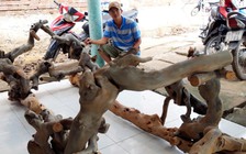 Độc đáo giá võng làm bằng cây cóc rừng hiếm thấy ở miền Tây