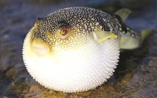 Một ngư dân tử vong do ăn cá nóc