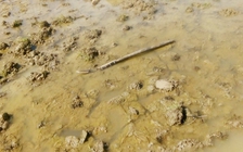 Không khởi tố vụ 2 chú cháu chém nhau tử vong vì tranh chấp đất