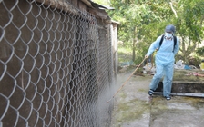 Dịch tả lợn châu Phi xuất hiện tại tỉnh Bạc Liêu