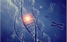 Tại sao tuổi thọ trung bình của người là 80, trong khi rùa hơn 100 năm?