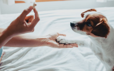 Phải chăng chó là nguyên nhân gây bệnh viêm gan bí ẩn ở trẻ?