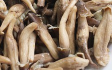 Có nên hâm lại nấm qua đêm để ăn?