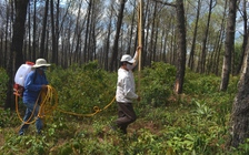 Trâu hoang 'đại náo': Chính quyền loay hoay đi tìm thợ săn