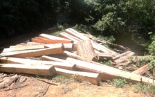 'Chảy máu' rừng phòng hộ Vĩnh Linh: Thủ tướng lên tiếng, địa phương họp... truy trách nhiệm