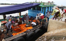 Kết quả môi trường biển 4 tỉnh miền Trung: Chưa đạt được mong muốn trọn vẹn