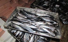 Tiêu hủy cá tại các kho lạnh trên địa bàn Quảng Trị