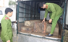 Có cả xe 'dò đường' chạy trước, xe chở gỗ lậu vẫn bị tóm